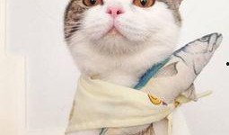 娱乐吃瓜酱桂花猫,揭秘娱乐圈那些不为人知的幕后故事