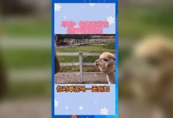 娱乐吃瓜宠物,吃瓜宠物们的欢乐日常