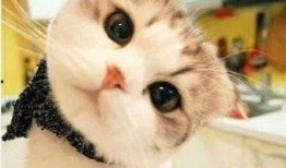 娱乐吃瓜酱桂花猫,揭秘娱乐圈那些不为人知的幕后故事